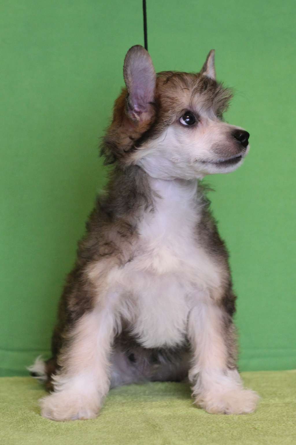 Magic Belize di Caprio