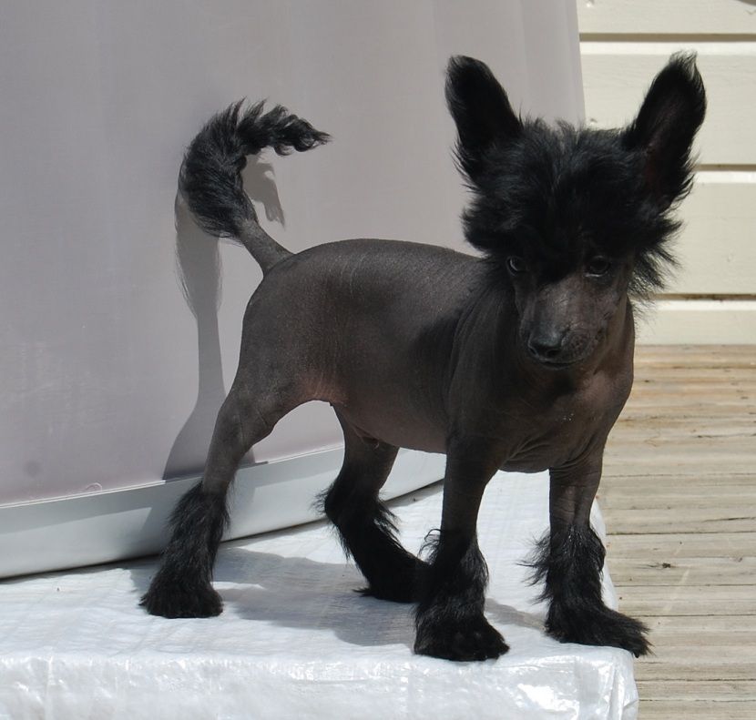 Shandor's Lucky Lucas