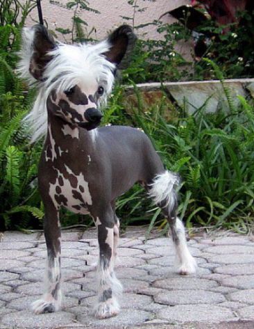 Kalypso's Repeat Performance