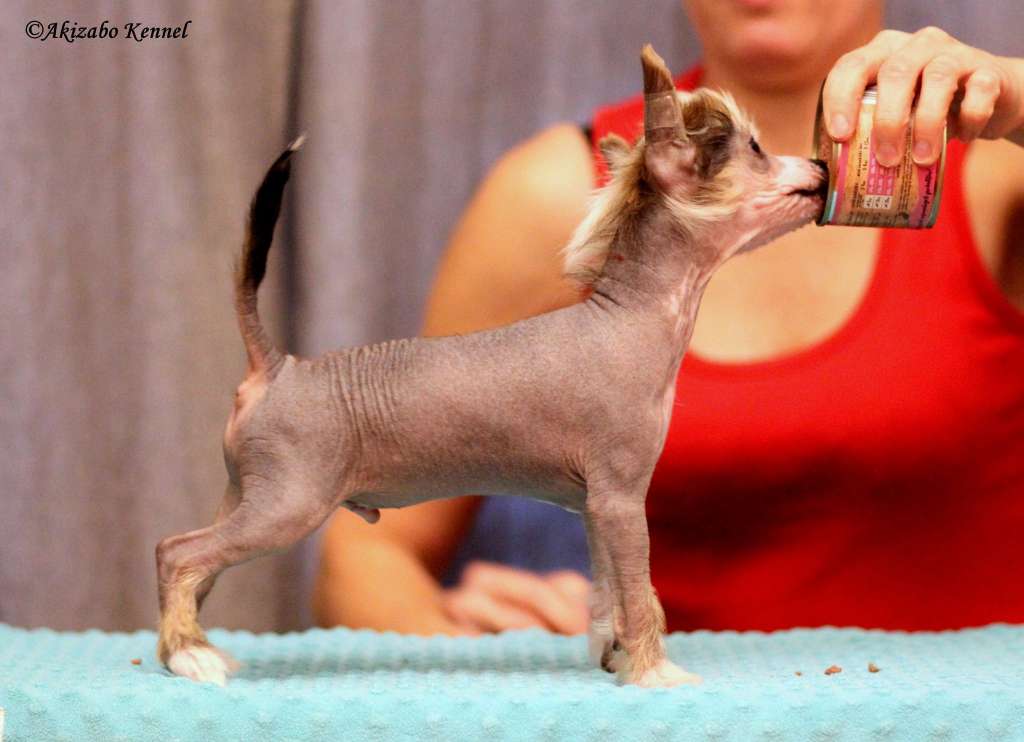 Damien Insolite Familier