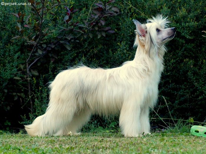 Babette ze Zatopené chajdy