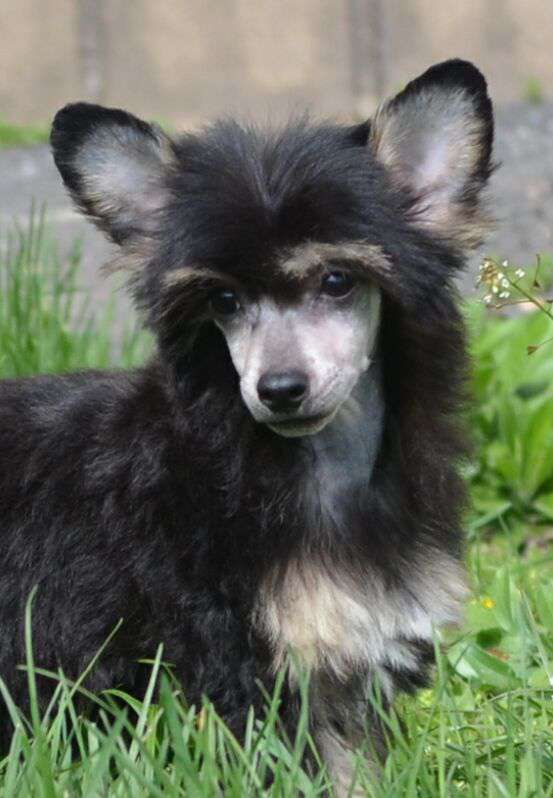 Magic of Success Little Rott