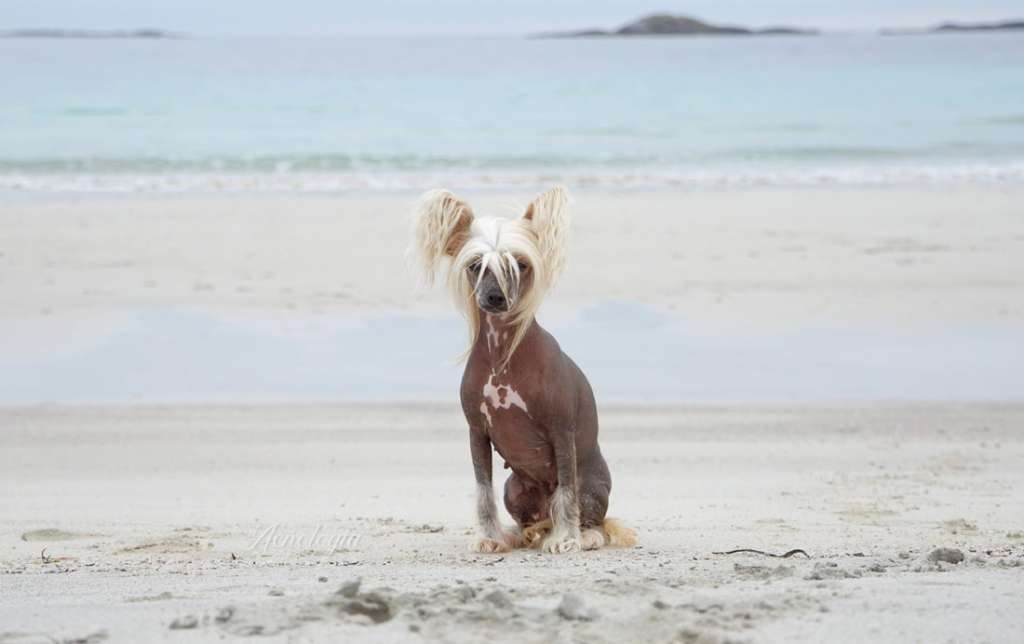 Court-Borne by Little Jade