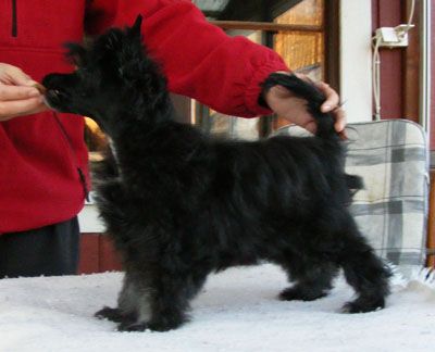 Princess Leia's Thriller