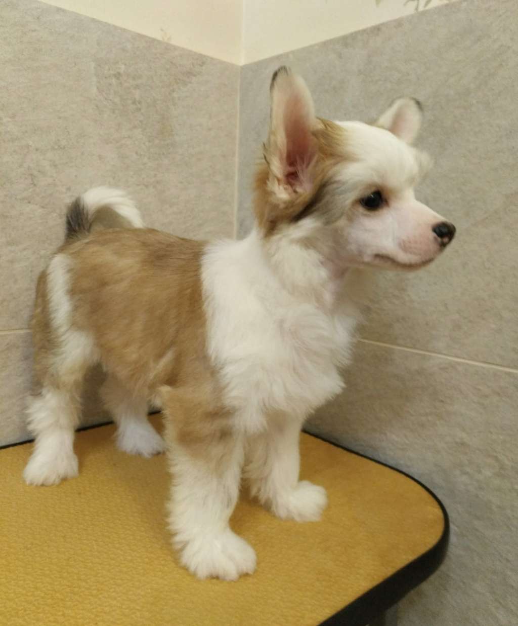 Kovimoti Foxy Little Treasure from Mars