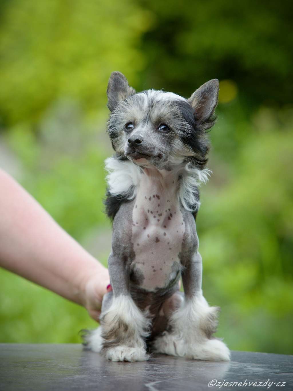 Balada z Jasne hvezdy