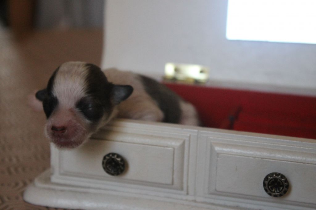 Traumtänz Nearly Complete