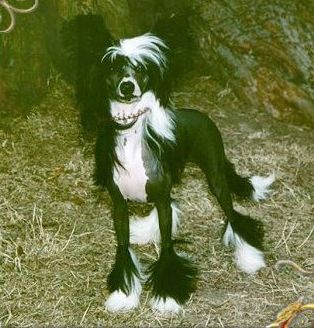 Zucci's A Star Is Born