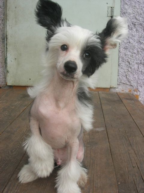 Rovanni Djekattolo  Ychek Brik