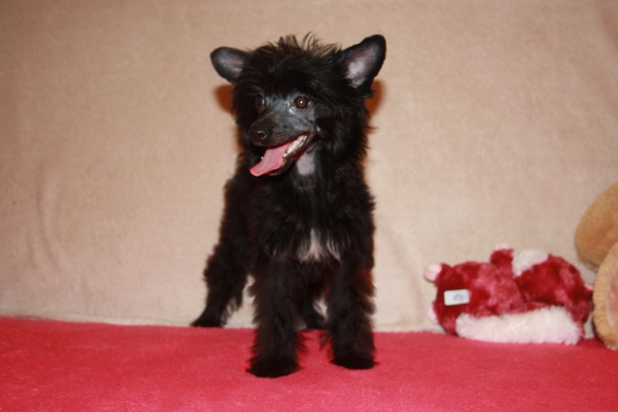 Charuyuschiy Soblazn Elize