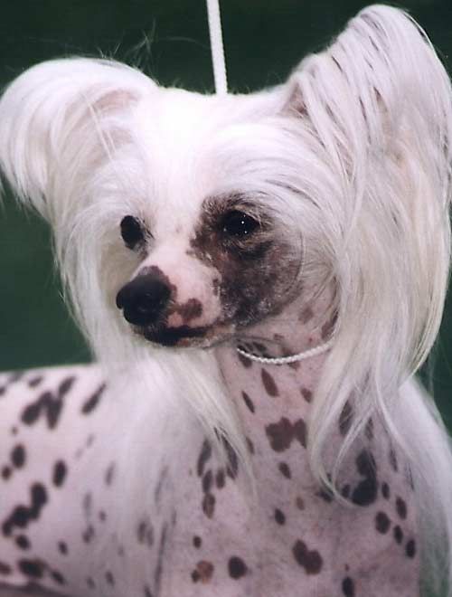 Genetik Alexa Lachesis