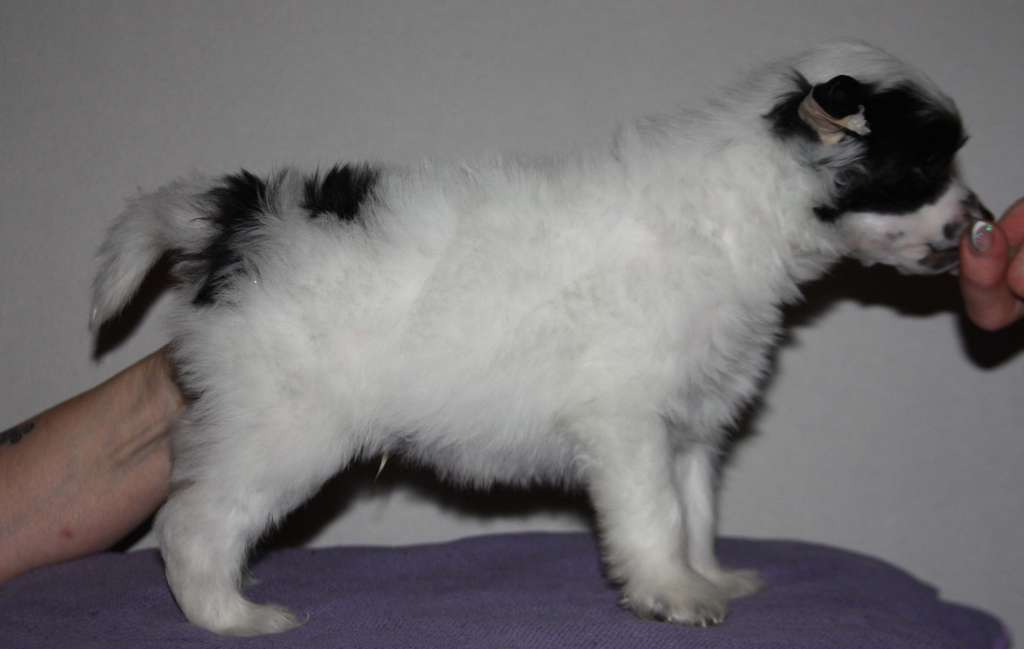 Crestilux Another Attitude