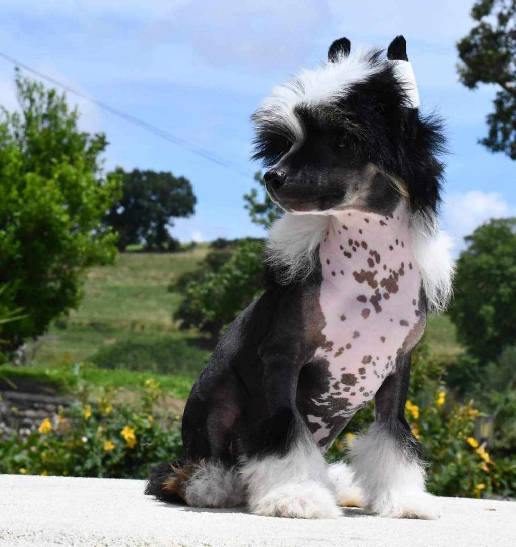 Little Dog of Dream Venus