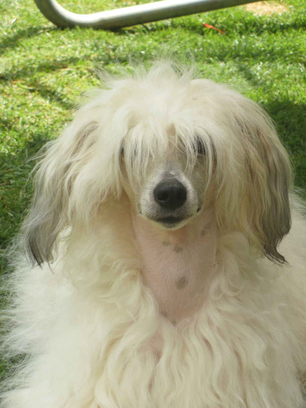 Ferrous's Gottabe Gucci