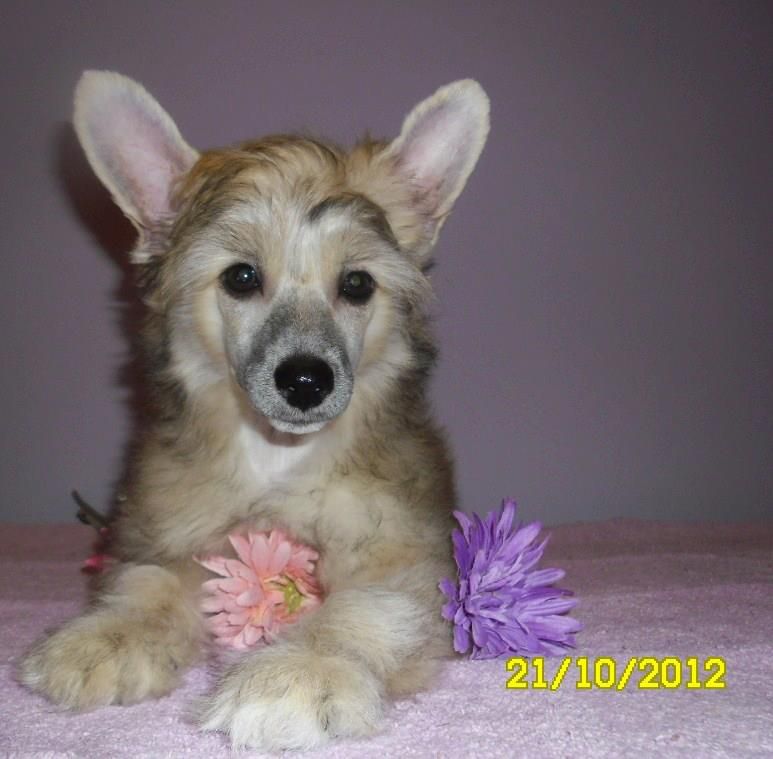 Ashanty Aura Elliott