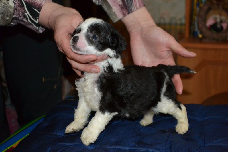 Vellar Pljus Miranda