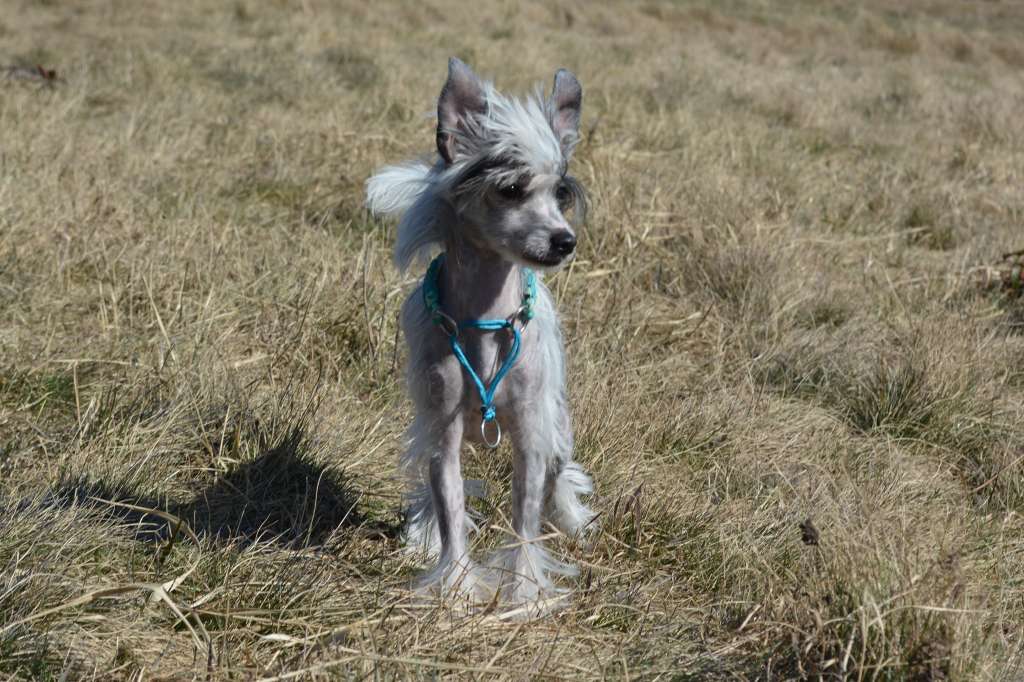 Lal FiJe of Purple Rain