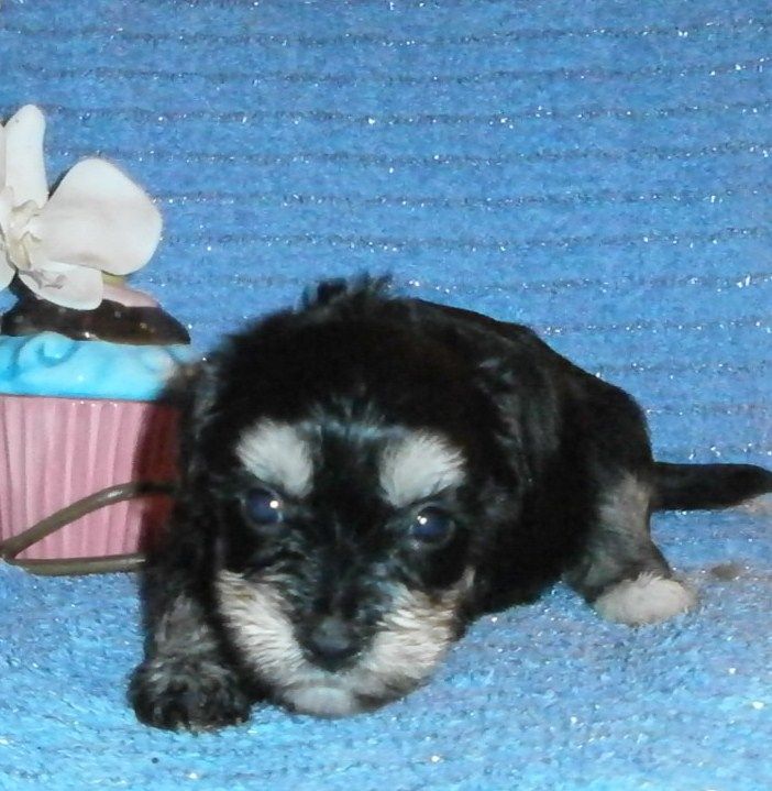 Be Lovely of mystic Star