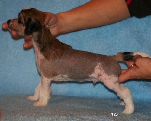 Joyway's Vampire Lucien