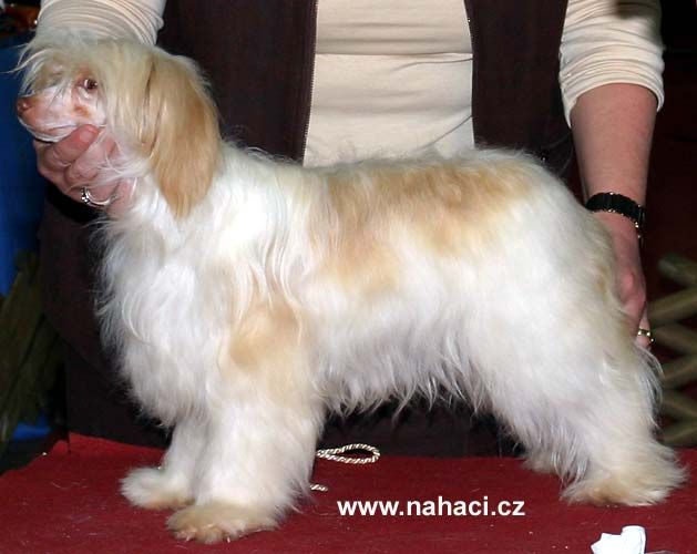 Curry Powder De GabriTho