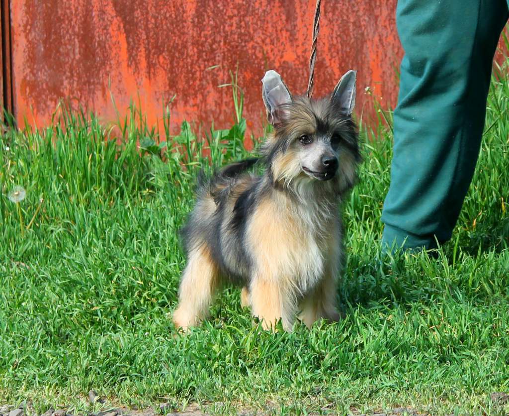 Daenerys Molosos Gratzi