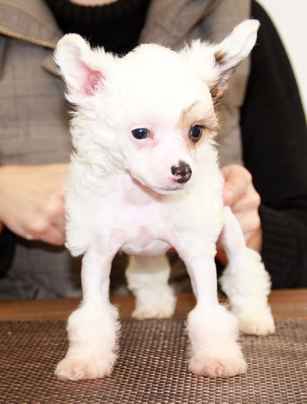 Chichiripa Bloomingdale's Man Of The Year