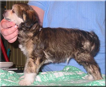 Marachinos Incredible Chic