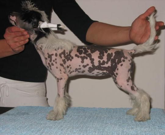 Stars at Sea Hatena Satena