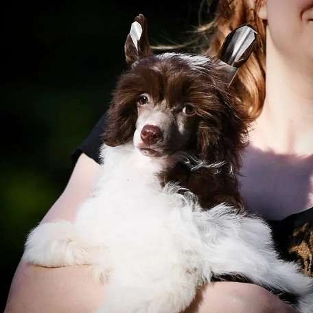 HitLine Ltd ChokoPai