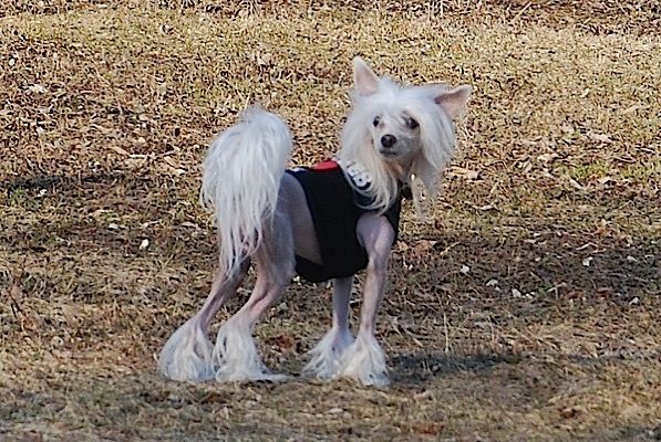 SandStorm Snow Jacket Required