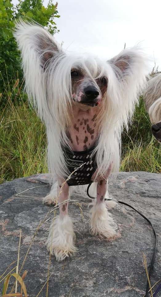 Joyway's Kiss Me Angel