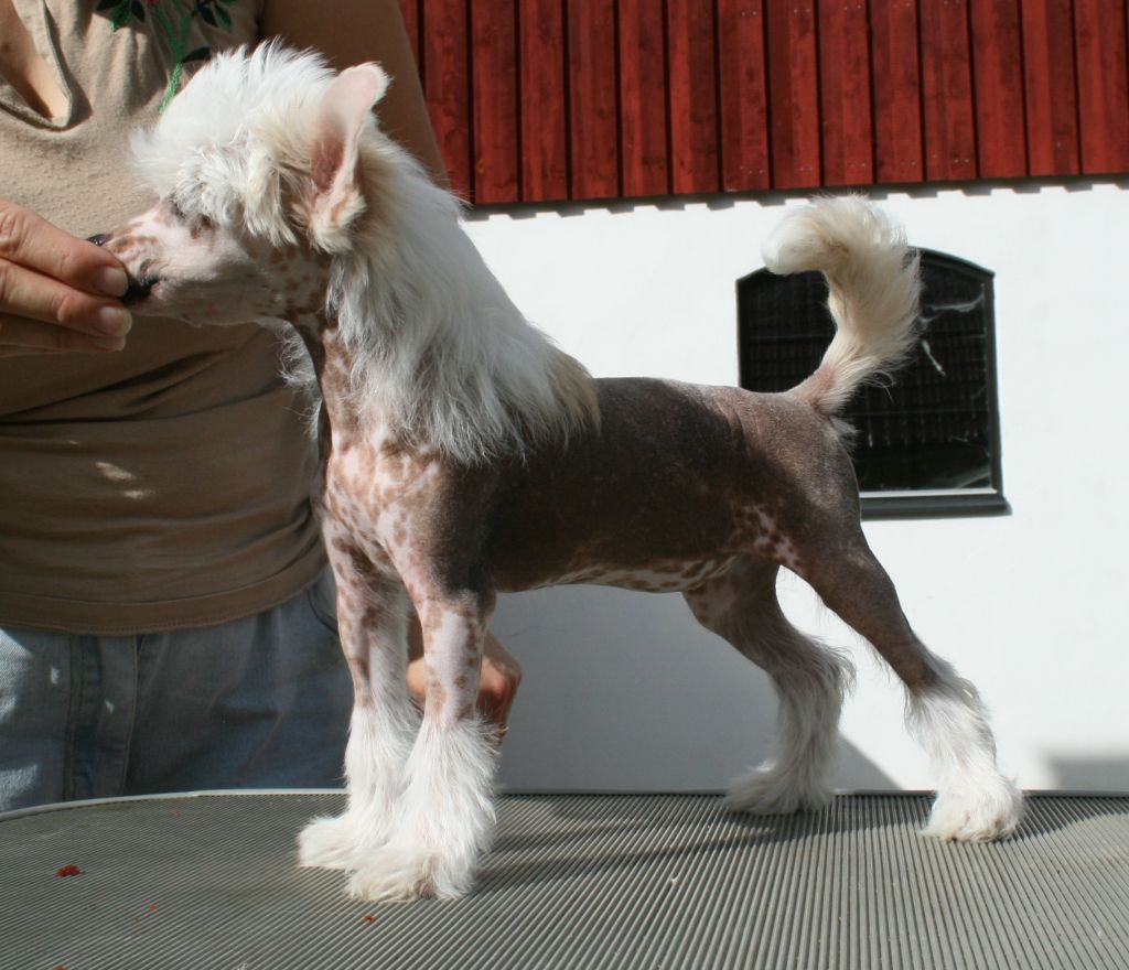 Proud Pony Whirlwind