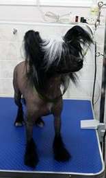 X Black Pearl Dom Risorto