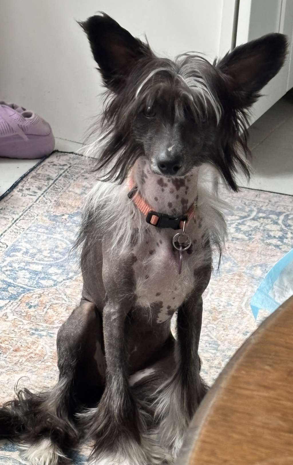 Moonbeam MM Princess Gardine