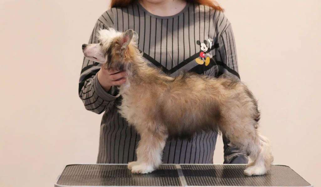 Rolana Family Naruto