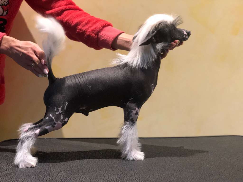 Cladary Triumph Enzo Effect