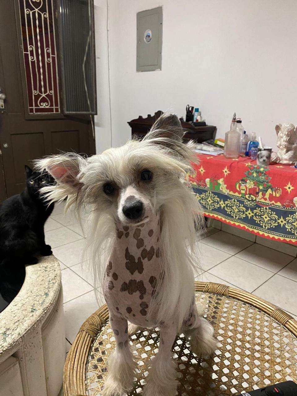 Lapinus Sorbet in Pekin