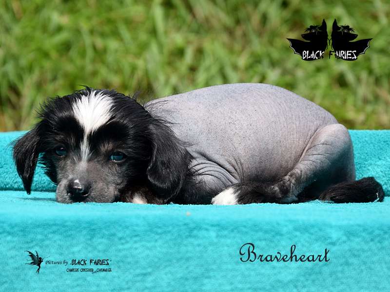 Braveheart from *Black Fairies*