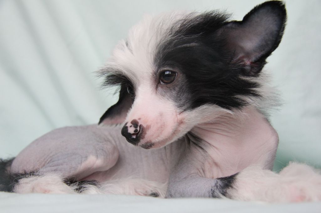 Apriori Vip Lukretsia