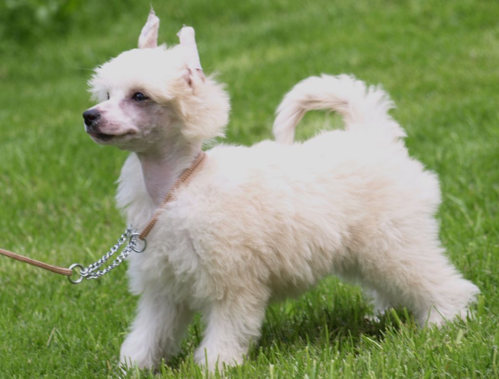 Anania dalle Bronco Piccolo Amico