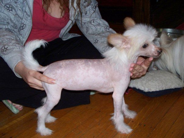 Gelfling Gables Wicked Witch