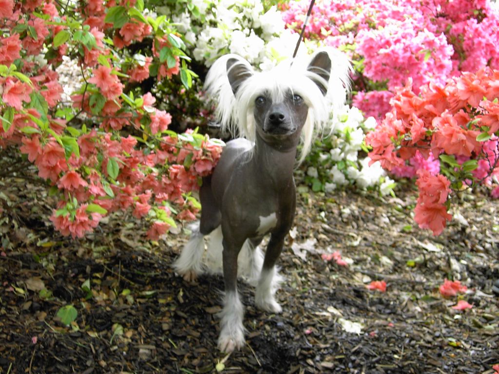 Makara's Mocha Madness Su-Zen