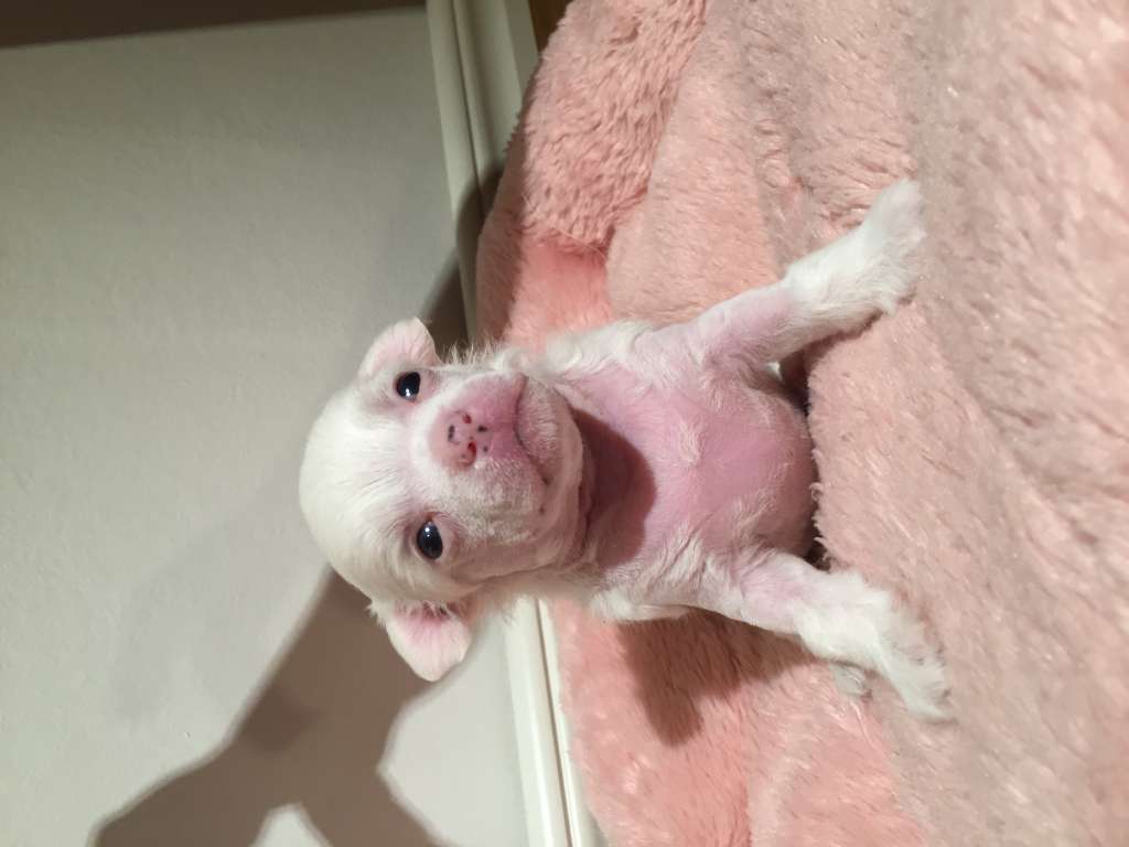 Estillinis Special Edition