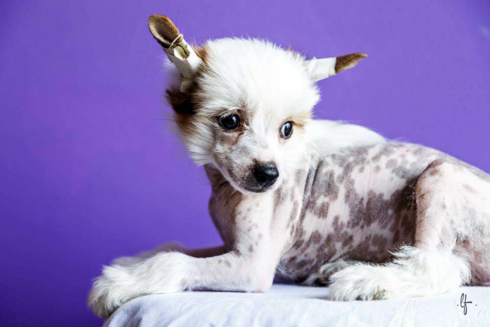 Pequin Mirrage Galadriel