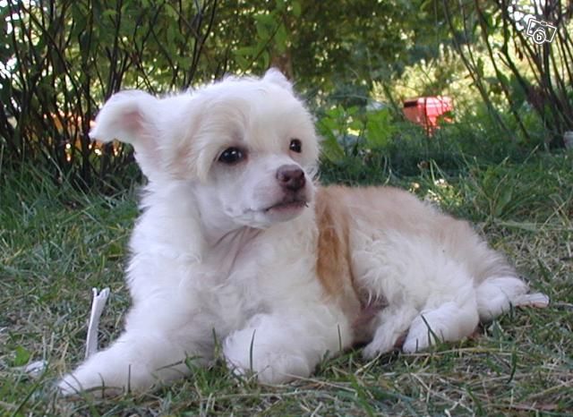 Shao-Lei's Dream Of Gold