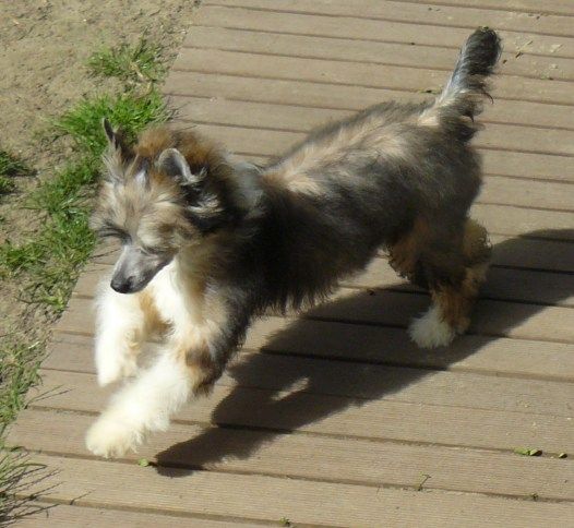 Joyce Top Model De Rama