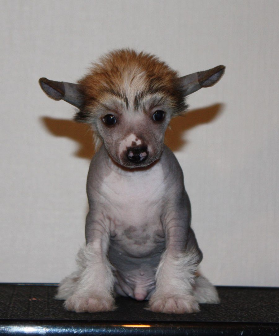 Viuvaun Takapulpetin Poika