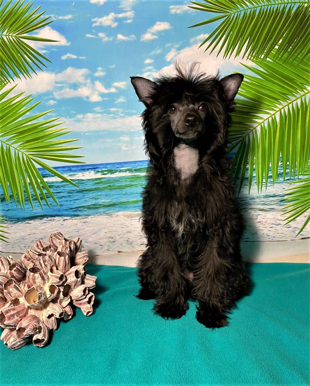 Charuyuschiy Soblazn Gladys Glowing Eyes