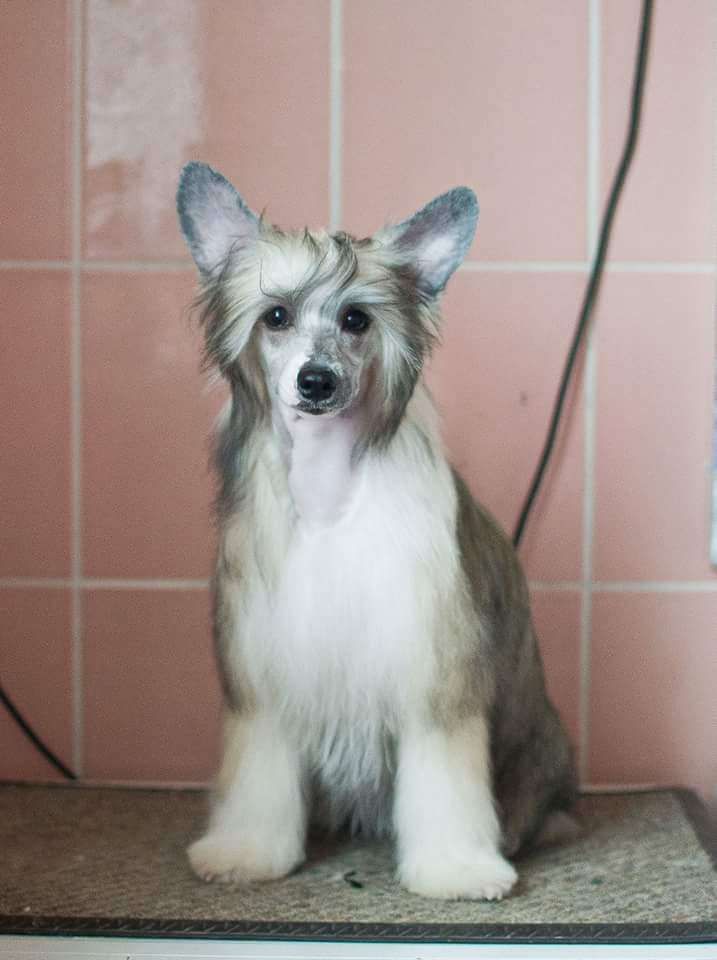 Fiery Fame Mystic Girl