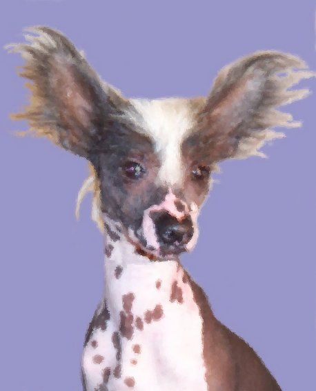 California Dreaming N'Co.